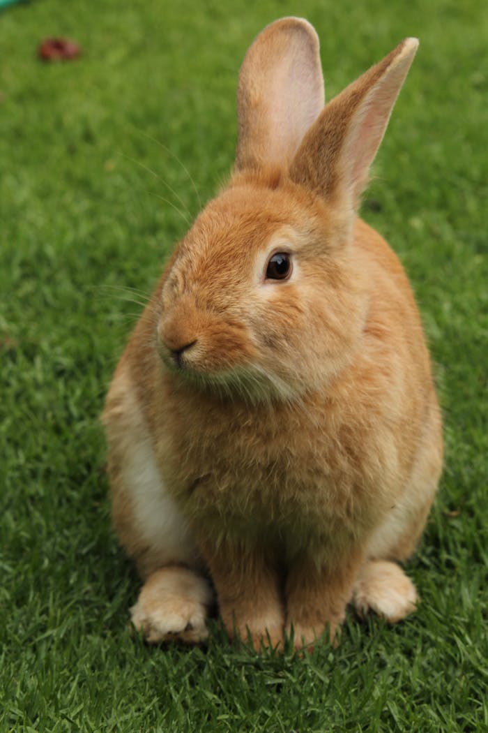 Home Close-up of a cute rabbit sitting on grass outdoors, showcasing its furry features.